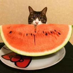 你吃鱼我吃瓜,共享美食时光