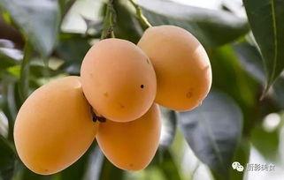 金泽吃瓜,揭秘娱乐圈的甜蜜与苦涩